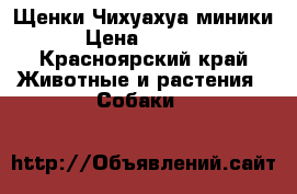 Щенки Чихуахуа миники › Цена ­ 8 000 - Красноярский край Животные и растения » Собаки   